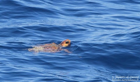 pelagos -2-tortue-caouanne