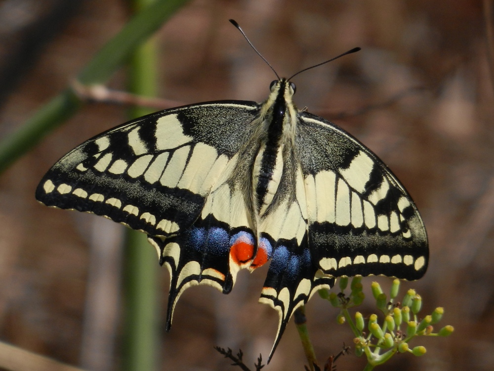 Le Machaon (Papilio machaon) (5)