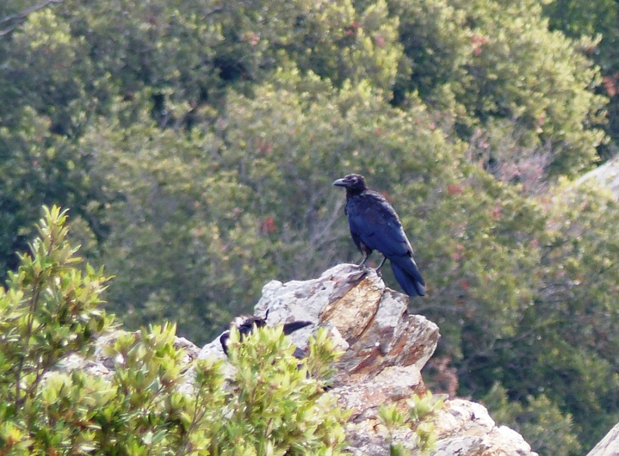 Grand corbeau (1)