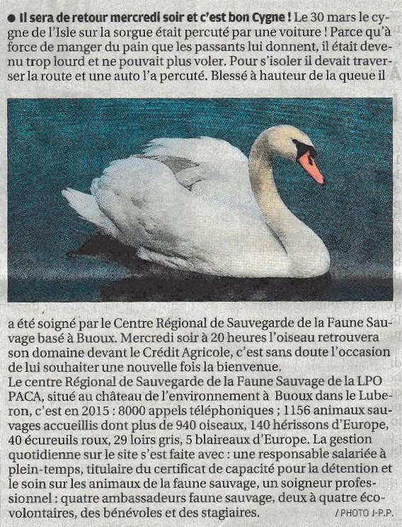 2016-04-19-La Provence-L'Isle sur la Sorgue-annonce du lâcher du cygne