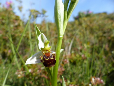 Ophrysblog
