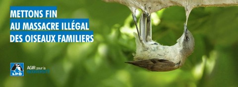 Fauvette babillarde (Sylvia curruca) - Entre 2 et 3,5 millions de petits oiseaux sont tués illégalement sur le pourtour Méditerranéen © CABS (Committee Against Bird Slaughter)