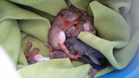 Écureuils roux, Sciurus vulgaris