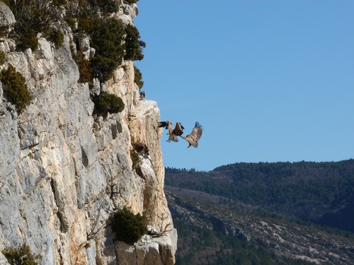 © Élie Ducos, Vautours fauves Double atterrissage dans la falaise