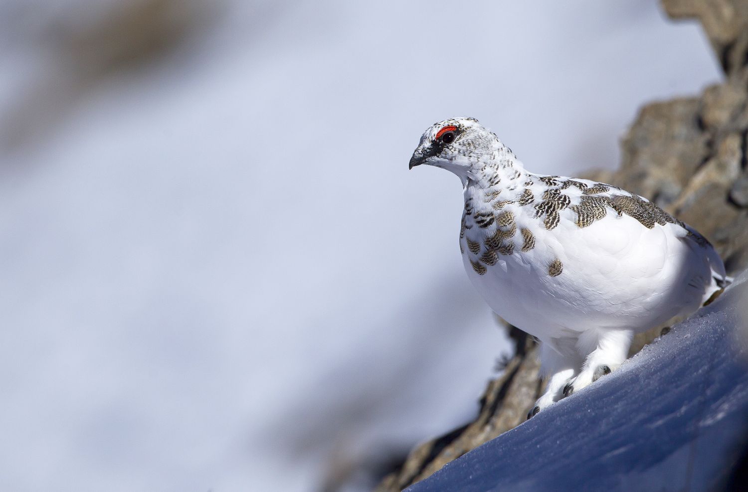 Lagopède Alpin © Robert Balestra Lagopède Alpin © Robert Balestra