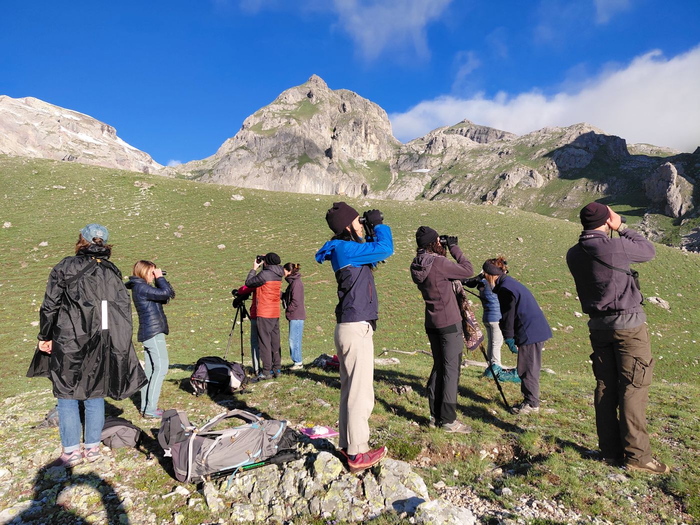 pbservation rnr partias form oiseau de montagne 2026