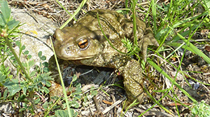 Crapaud commun - photo Benjamin Kabouche Crapaud commun - photo Benjamin Kabouche