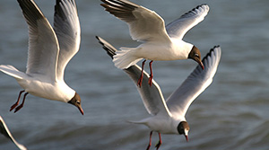 Mouettes rieuses - photo Frank Dhermain Mouettes rieuses - photo Frank Dhermain