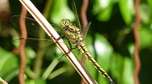 Orthetrum _ photo Benjamin kabouche Orthetrum _ photo Benjamin kabouche