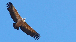 Vautour fauve - photo Mansart
