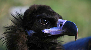 Vautour moine - photo D. Jacquemin
