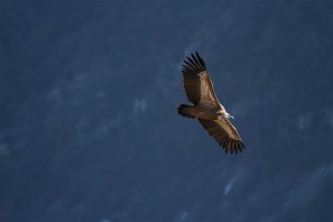 vautour-fauve-13