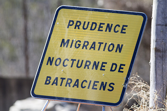 Migration crapauds | LPO PACA Ecrins-Embrunais, groupe local