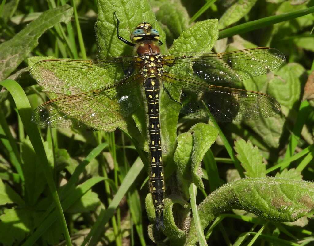 L’attribut alt de cette image est vide, son nom de fichier est aeschne-velue-printaniere-brachytron-pratense.jpg.