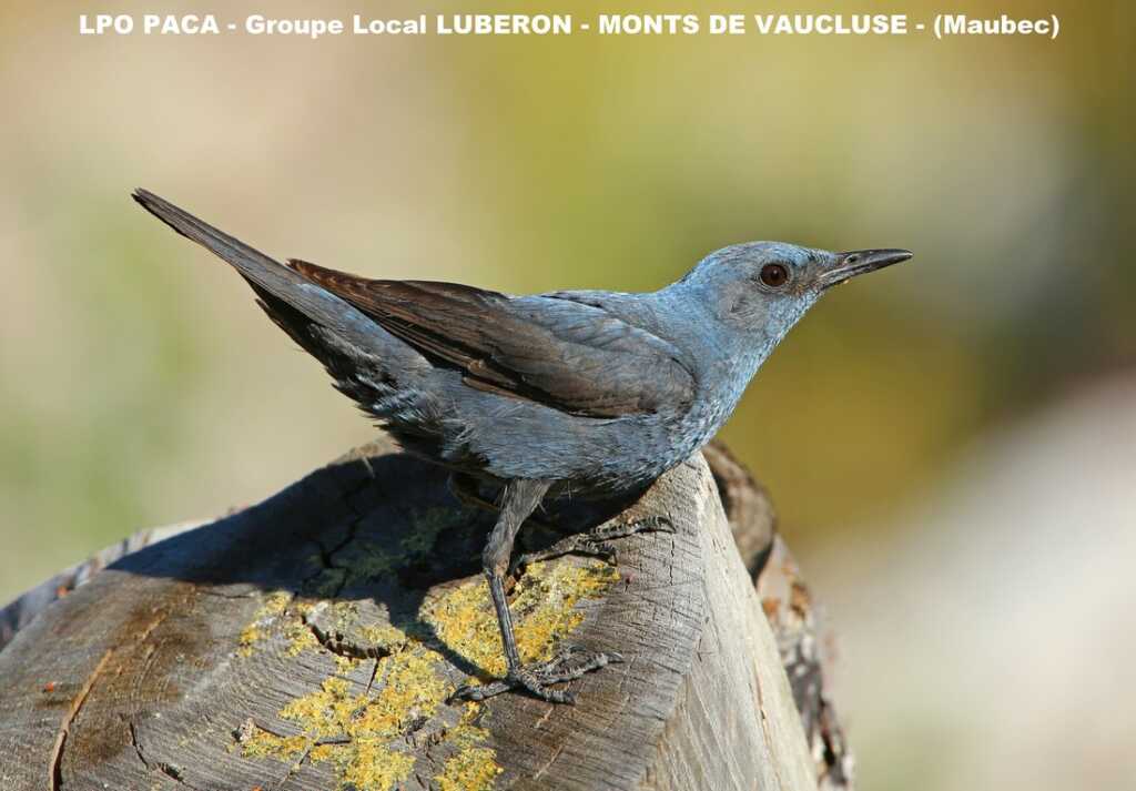 La mascotte du groupe local Luberon Monts de Vaucluse de la LPO PACA