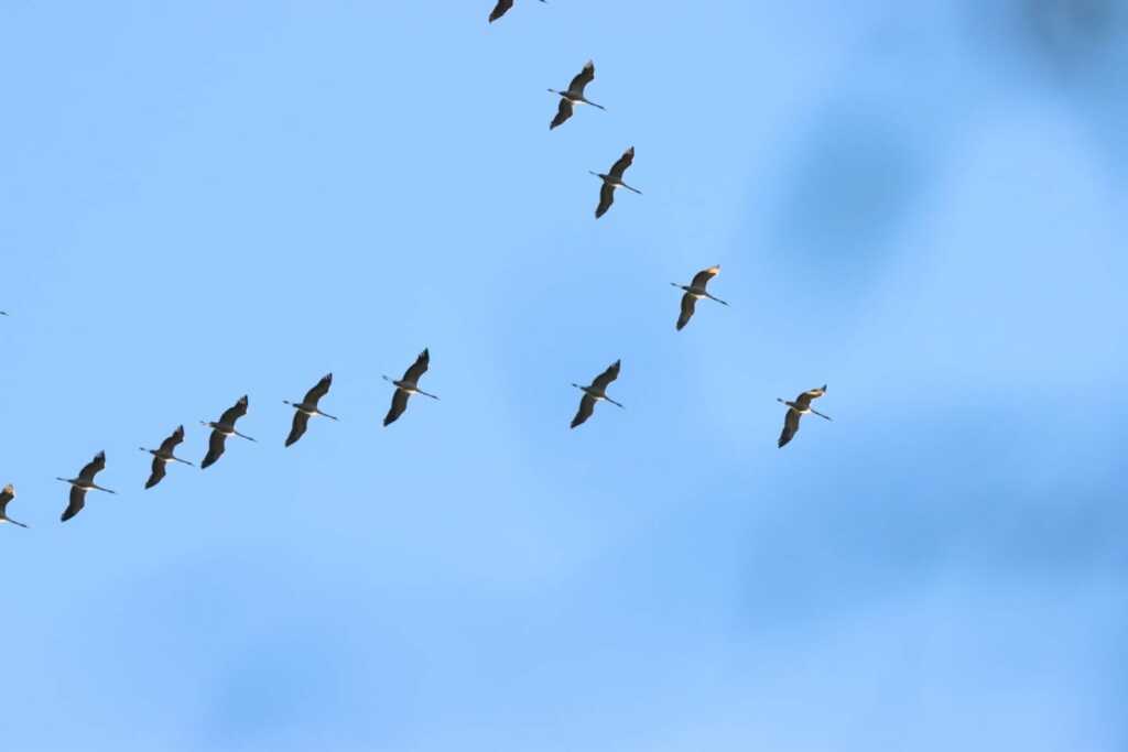 vol de grues cendrées