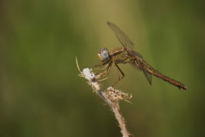 Crocothémis écarlate femelle (Crocothemis erythraea)