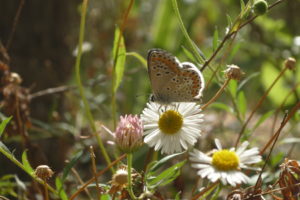 Collier de corail (Aricia agestis), Domaine d'Orvès, 4/6/2017