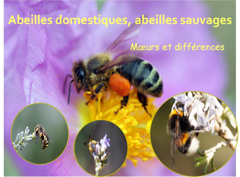 Abeille domestique