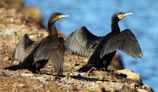 grand-cormoran-aurelien-audevard-1