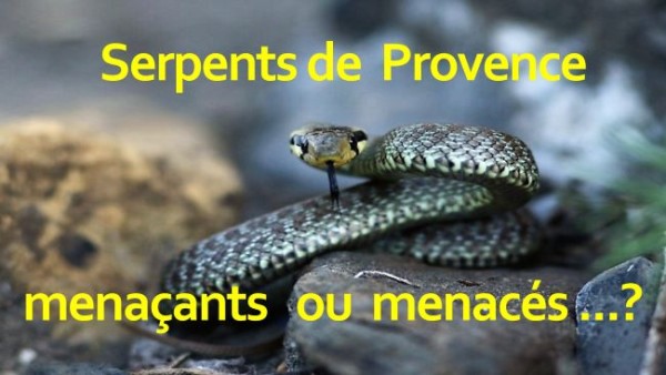 conference-les-serpents-du-sud-de-la-france.jpg