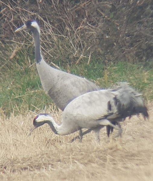 Grues cendrées en Camargue