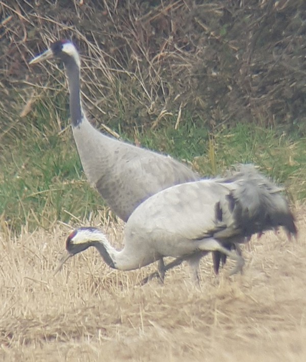 Grues cendrées en Camargue