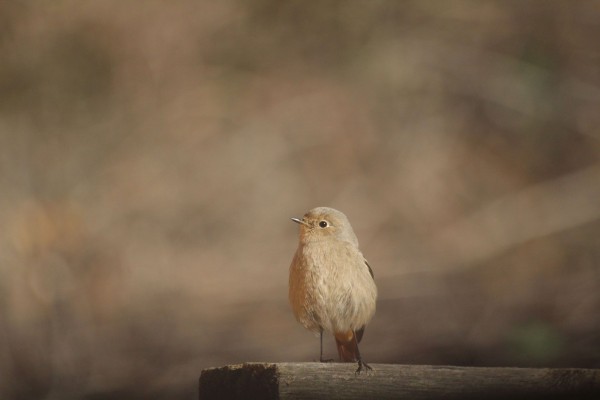 rouge-queue noir ©Candy Bellon