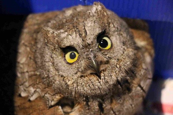 Petit-duc scops © Justine Lochouarn