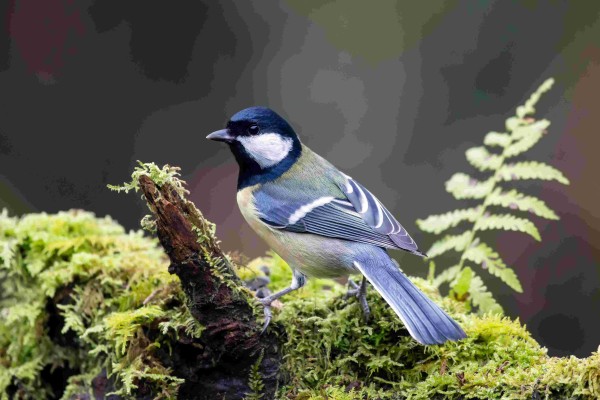 Mésange charbonnière © André Simon