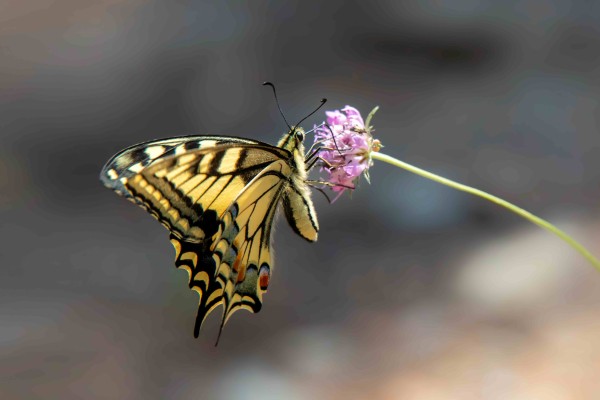 Machaon © André Simon