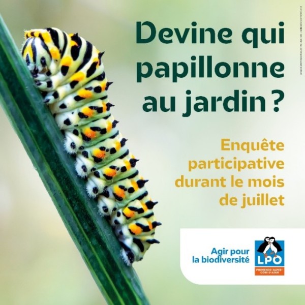 Devine qui papillonne