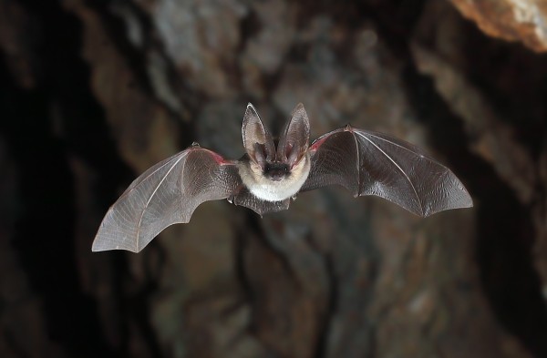 Oreillard gris © Aurélien Audevard