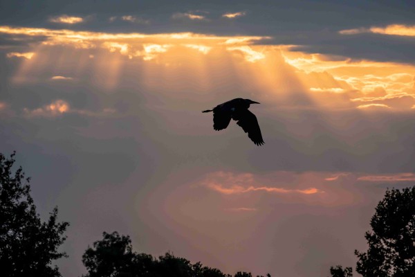Héron en vol © André Simon
