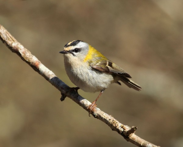 Roitelet triple bandeau ©Aurélien Audevard