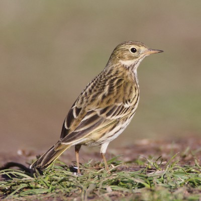 Pipit farlouse, Plan de La Garde (83)