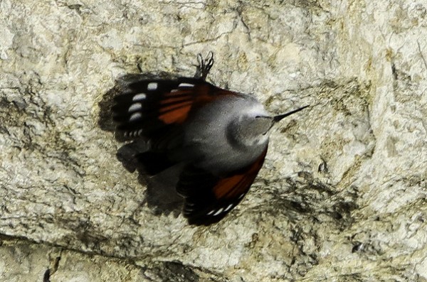 Tichodrome échelette © Patrick Richard