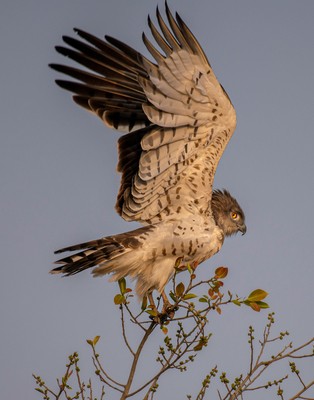 Circaète Jean-le-Blanc © Rajukhan Pathan