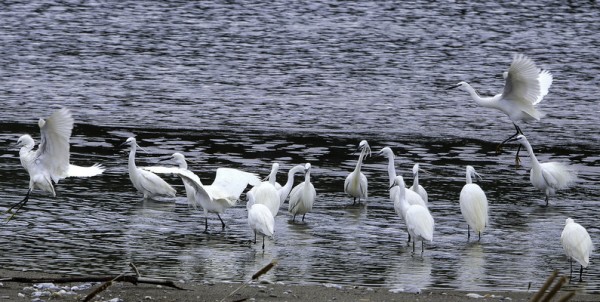Aigrettes garzettes © Patrick Richard