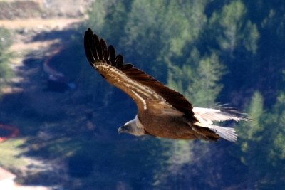 Vautour fauve. Photo Pascale Nguyen-the