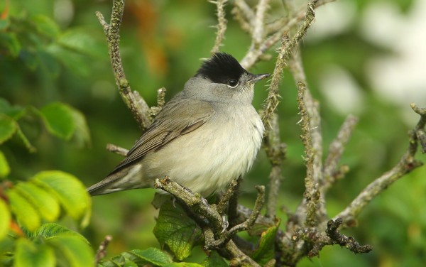 Fauvette à tête noire © Aurélien Audevard