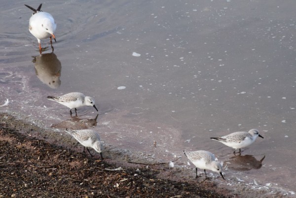 Bécasseaux sanderling et mouette rieuse. Photo Pascale Nguyen-the