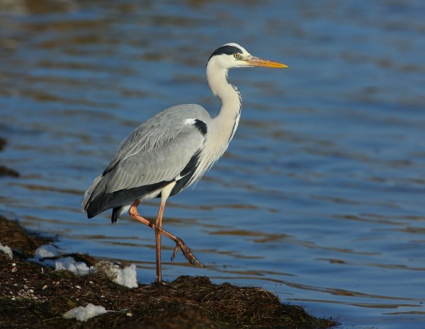 Héron cendré © Aurelien Audevard