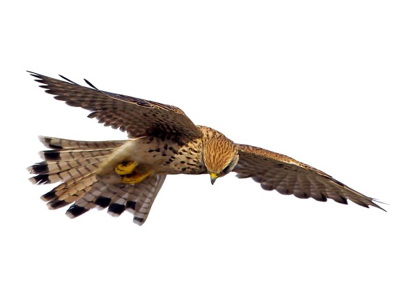 Faucon crécerelle © Andre Simon