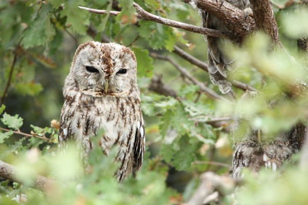 Chouette hulotte © Joanna Raffin