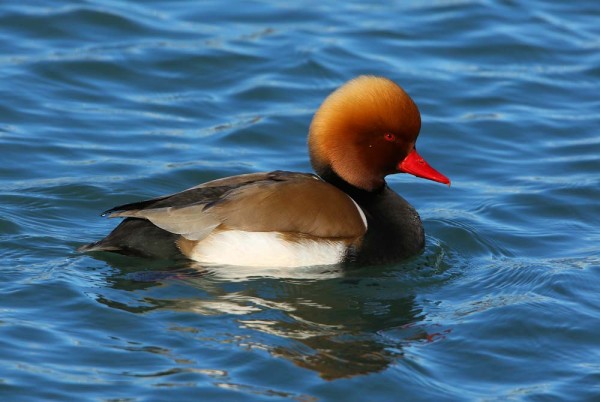 Nette rousse - Aurélien Audevard