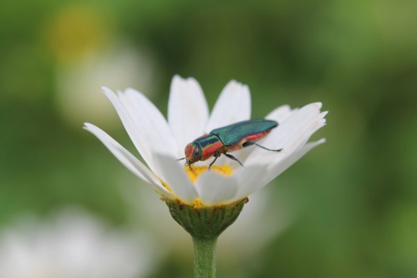 Anthaxie hongroise ©Candy Bellon