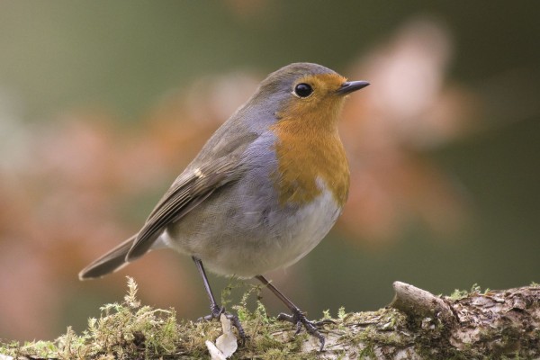 Rougegorge familier - André Simon