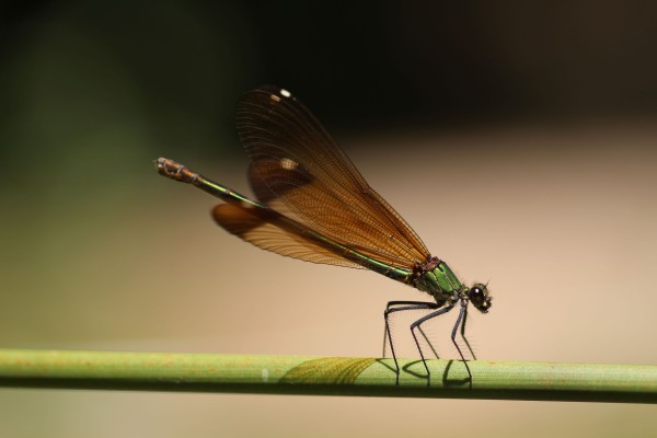 Calopteryx hémmoroïdal ©Candy Bellon