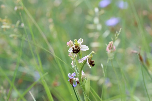 Ophrys abeille ©Candy Bellon